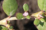 Desert horsepurslane